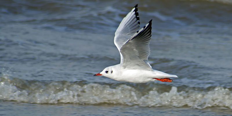 Urlaub auf Rügen im Sommer - Strandmöven