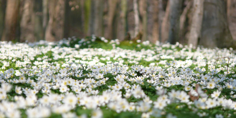 Urlaub auf Rügen im Sommer - Anemonen