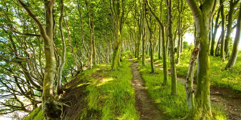 Urlaub auf Rügen im Frühling - Waldfrühling