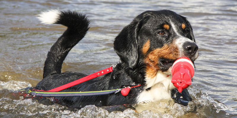 Hund auf Rügen